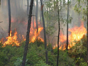 Photo by Chander Shekhar Sharma