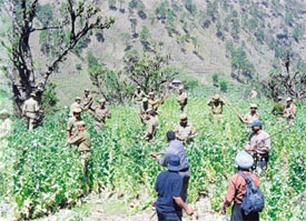 Officials of the Narcotics Control Board, Chandigarh, along with Home Guards and personnel of the HP Police, destroy illicit cultivation of poppy