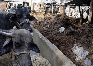 Dairies are on their way out of residential areas in Ambala