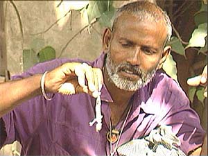 When conventional drugs fail to give desirable results, Girdhari Lal of Amritsar eats lizards to get a high