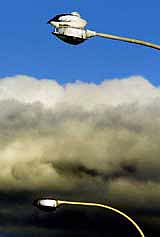 A Pelican, Australia's largest flying bird, rests atop a streetlight