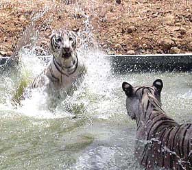 Two white tigers frolic in a pond