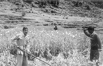 "Operation Poppy-Cannabis Destruction" has gained momentum