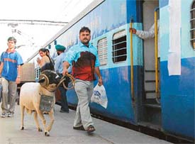 Kalu, a ram, with its owner on its way to take part in a fight in Delhi