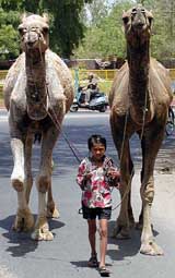 Eight-year-old Samad with the camels