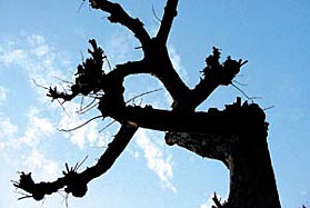 Any cloud up there? The impact of El Nino and man-made factors make prediction risky for the Met Department