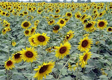 A sunflower field in Ambala