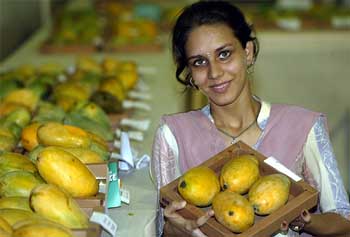 A lady displays mangoes called 'Mallika' in Kolkata 