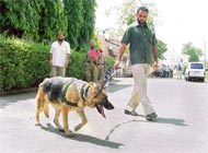 A sniffer dog of the Punjab Police at work in a street at Model Town