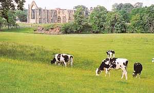 Nothing bowls one over as much as Bolton Abbey