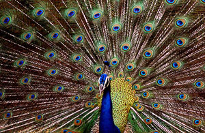 A peacock displays its colourful plumage in a zoo in Kolkata