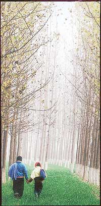 �Winter Walk�, photo-artist B.S.N. Reddy�s work, which won an award at the all-India photography contest held in Hyderabad recently.