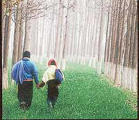 �Winter Walk�, photo-artist B.S.N. Reddy�s work, which won an award at the all-India photography contest held in Hyderabad recently.