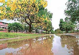 Blossoming Amaltas trees are reflected in the rainwater after the first pre-monsoon showers lashed Chandigarh in the early hours of Wednesday