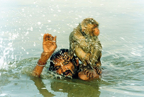 A man and his monkey take bath in the holy Ganges river
