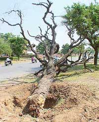 A felled tamarind tree on the road separating Sectors 20 and 30
