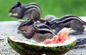 A squirrel enjoys a watermelon