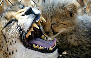 A mother cheetah yawns beside one of her young cubs