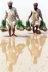 Sikh farmers carry paddy seedlings through a flooded field on the outskirts of Ropar 