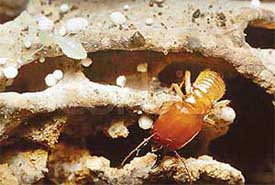 Termites evolved a system of community living millions of years ago