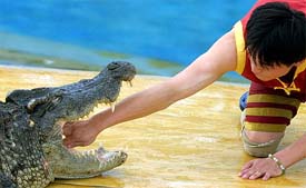 An animal trainer performs with a crocodile at a zoo in Tianjin