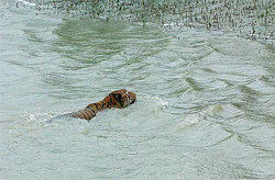 A Royal Bengal Tiger swims to its abode in the Sunderbans