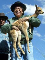 Peruvian President Alejandro Toledo carries a vicuna during the "Chakku", a traditional ceremony