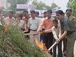 Mr Devesh Kumar, Deputy Commissioner, Hamirpur, and Mr Abhishek Trivedi, SP, Hamirpur, burn bhaang plants