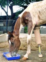 Macho, fitted with an artificial leg, enjoys a meal