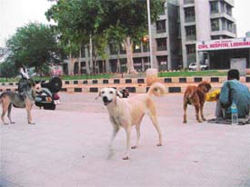 Stray dogs have become a source of nuisance for patients coming to the Lord Mahavira Civil Hospital
