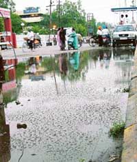 Stagnant water along the road outside the Civil Hospital, Ludhiana, has become a perfect breeding ground for mosquitoes