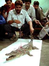 Residents of Nariyal Kheda in Old Bhopal captured a crocodile