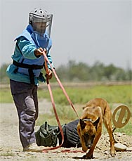 A sapper searches for mines with the help of a sniffer dog in Bagram valley, 50 km north of Kabul