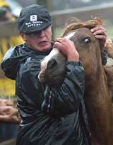 A man tries to control a horse during the "Rapa Das Bestas" event in Cedeira, Spain
