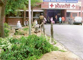 Felled trees in the Civil Hospital