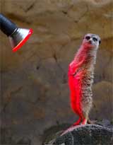 A meerkat warms itself under the glow of a heat lamp 