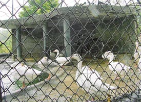 Ducks in a small enclosure at Nehru Rose Garden 