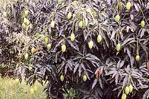 Guard the mango fruit against the powdery mildew and mango hopper