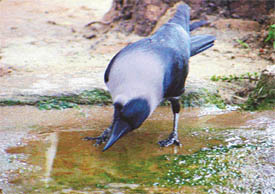 QUENCHING THIRST COMES FIRST