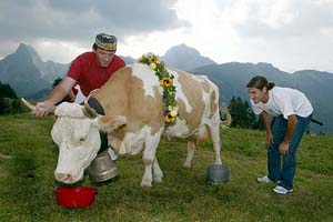 Wimbledon champion Roger Federer takes a close look at his new cow Juliette