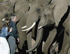 US President George W. Bush, cautiously followed by his daughter Barbara, walk up to African elephants