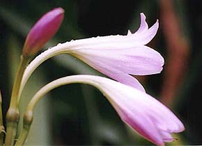 A flower after a heavy downpour in Shimla