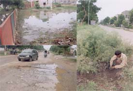 Water overflowing from a tubewell has turned a park into a pond; a resident of Urban Estate, Ludhiana, shows a road gully clogged with congress grass and weeds; and a road in the locality which is in bad shape