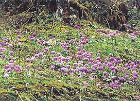 Flowers lend colour to the picturesque landscape