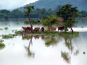 Cattle gather on a high patch of land at the flood-hit Kachorshila village in Morigaon district of Assam
