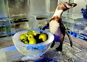 Bobby the penguin sits with a bowl of apples on a dining table made of ice 