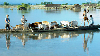 Villagers carry their cattle in a boat through floodwaters