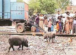 Unhygienic conditions: People in Maloya fill water from a tap right next to a mobile toilet, while pigs move around. 