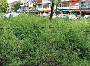 Congress grass growing in the market area of Phase 3B2 in SAS Nagar