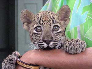 A worker holds a 115-day-old leopard cub